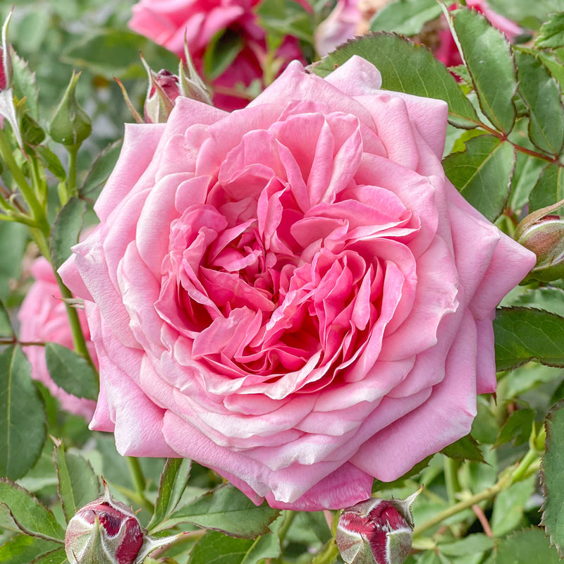 Queen Of Elegance™ Potted Tree Rose