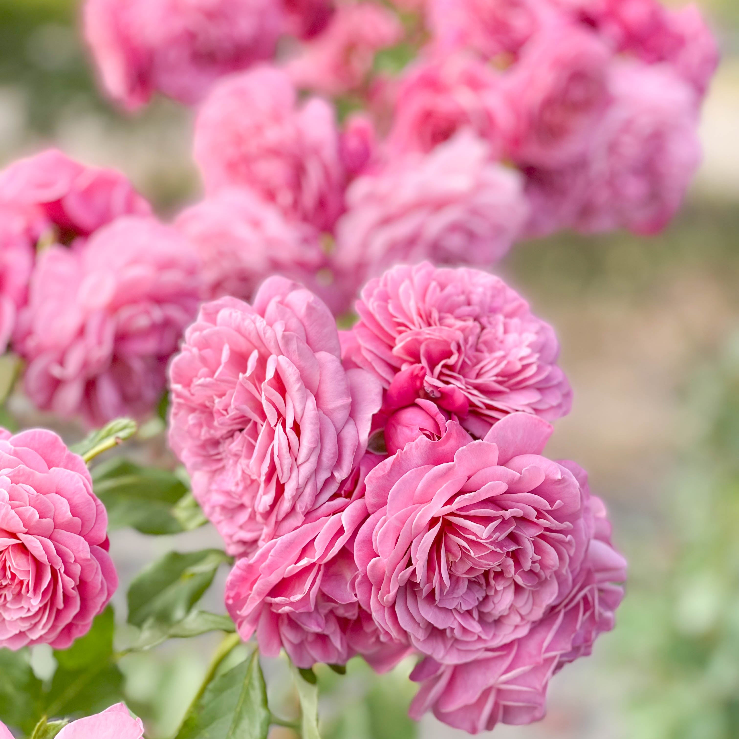 Queen Of Elegance Tree Rose | Elegant Pink Tree Rose | Grace Rose Farm