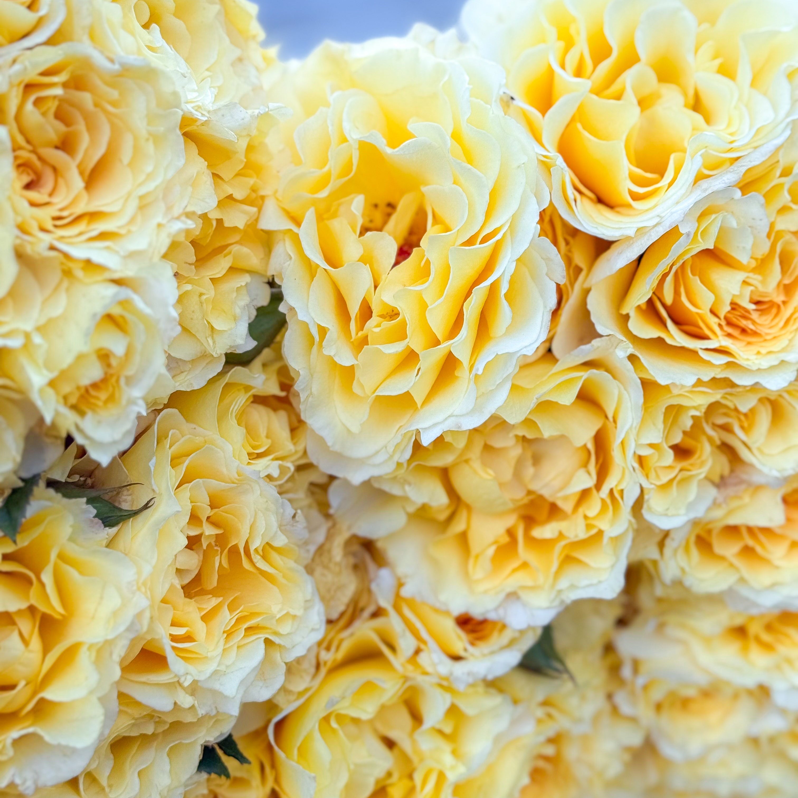 Quest for Zest™ Potted Tree Rose