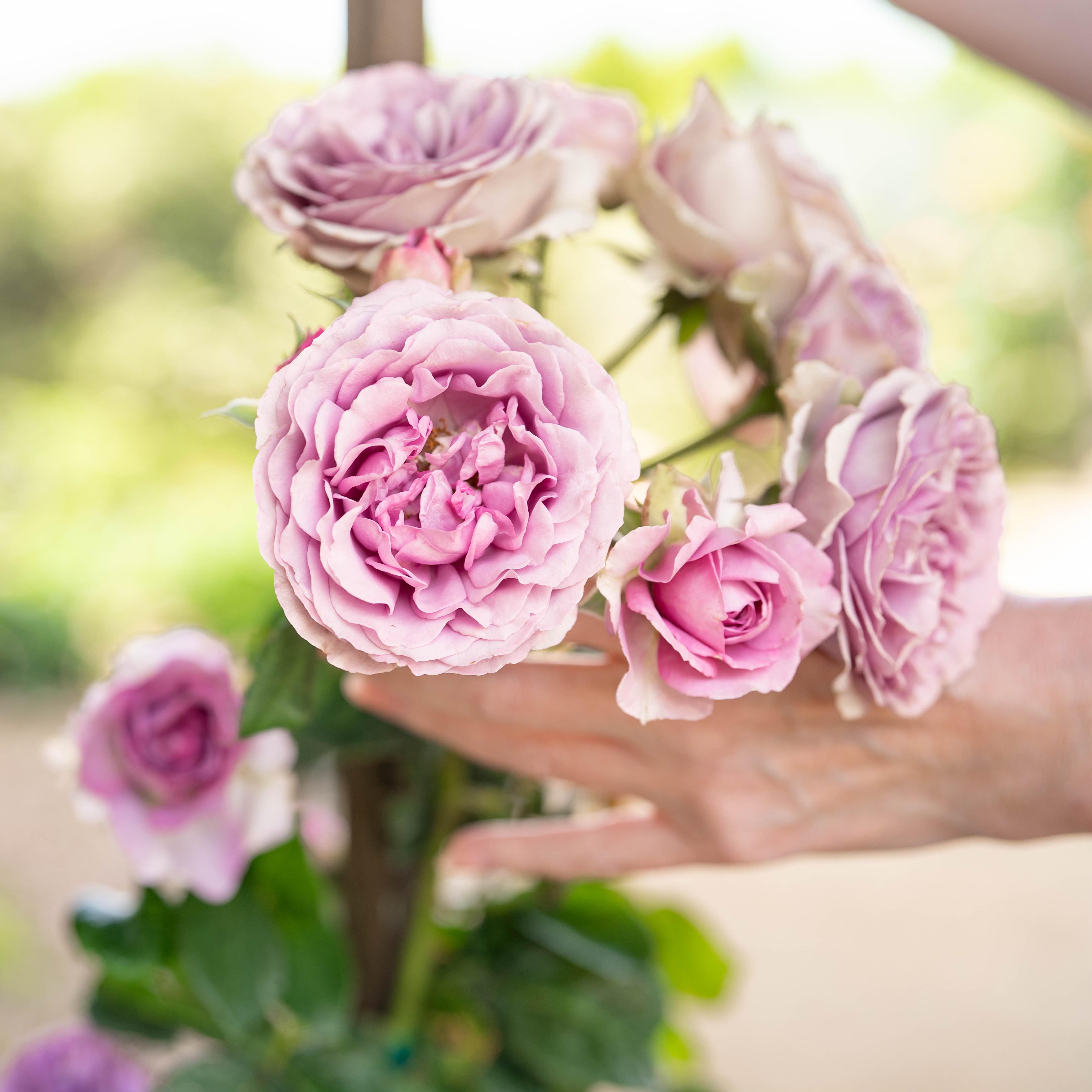 Arborose® Quicksilver  Bare Root Climbing Rose