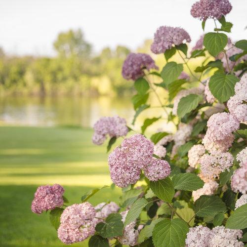 Hydrangea  Invincibelle® Spirit II  Potted Hydrangea Plant