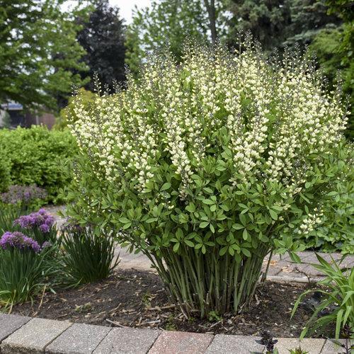 Proven Winners® Baptisia Decadence® Vanilla Cream Potted False Indigo Plant