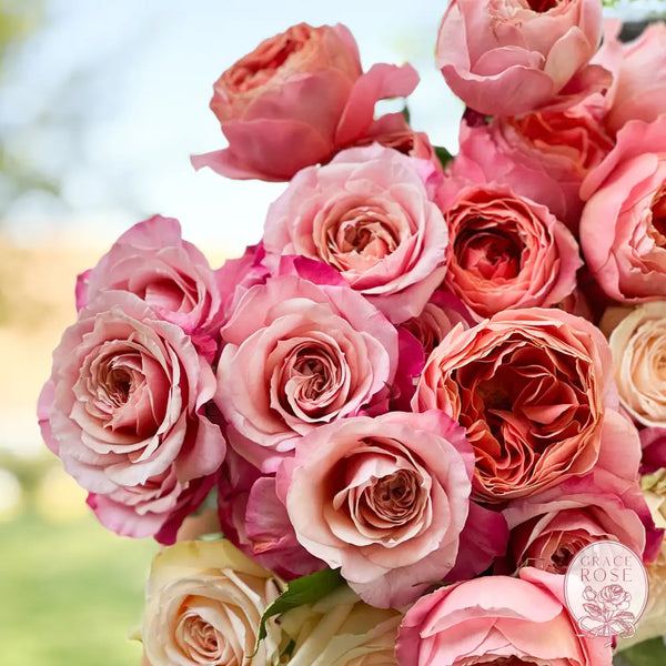 Raspberry and Cream Garden Rose Bundle CUTS
