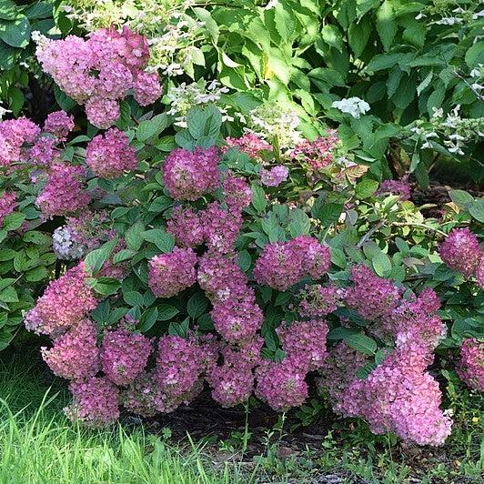 Hydrangea First Editions® Strawberry Sundae® Potted Hydrangea Plant