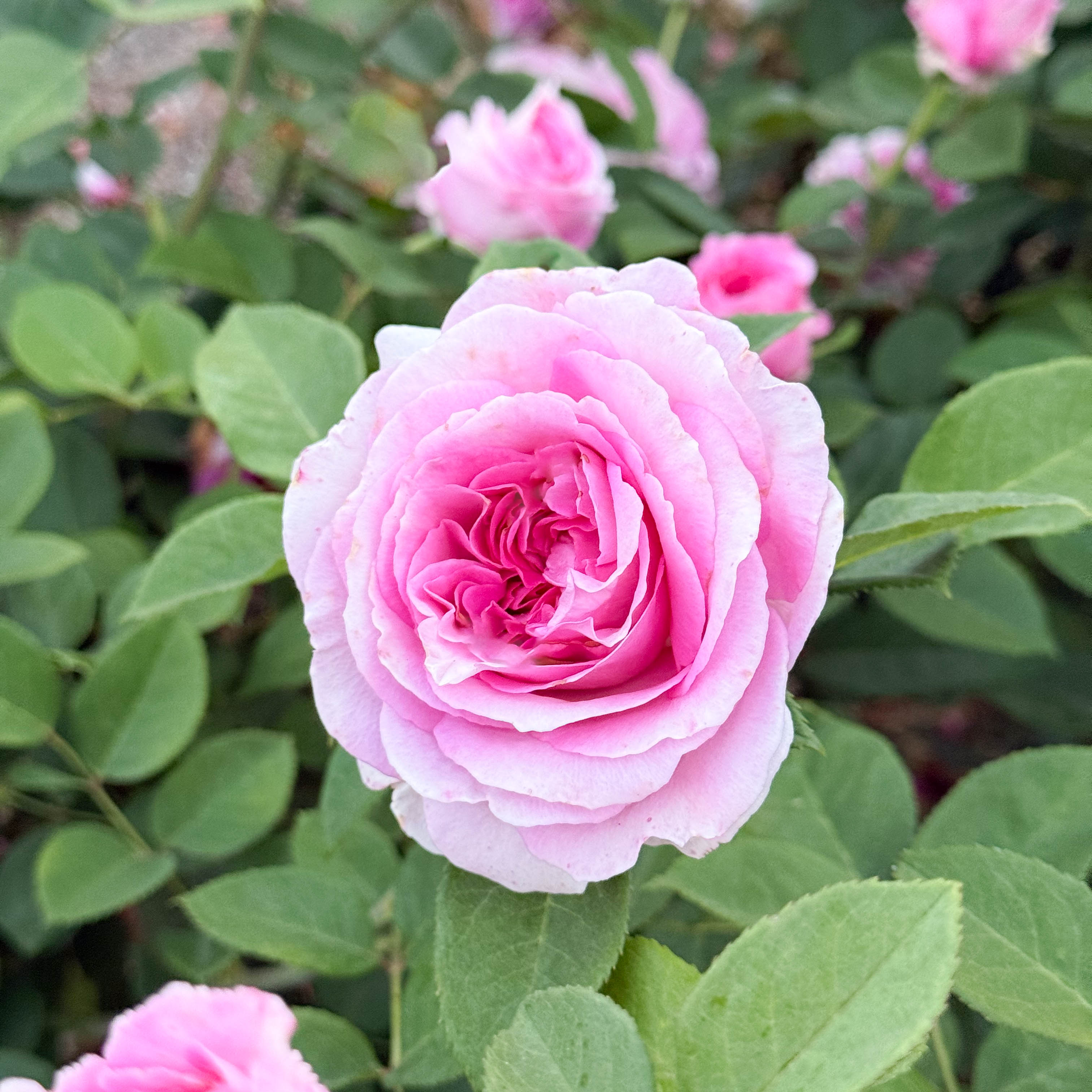 Raspberry Cupcake Potted Rose Bush | Bright Pink Rose Plant