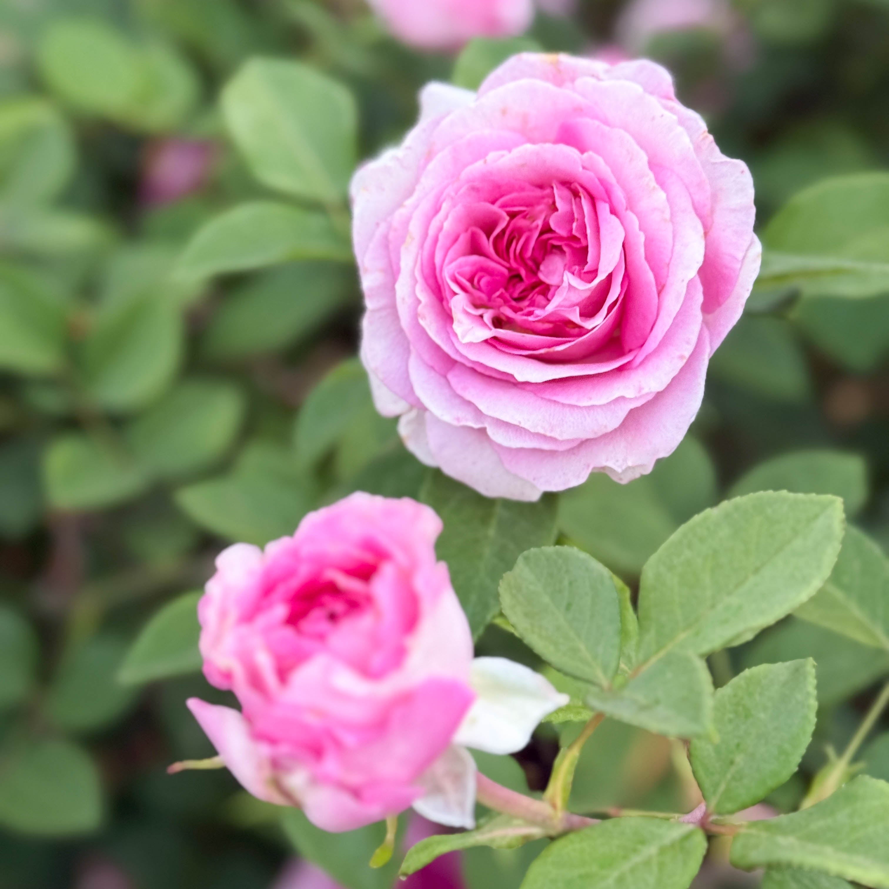 Raspberry Cupcake Potted Rose Bush | Bright Pink Rose Plant