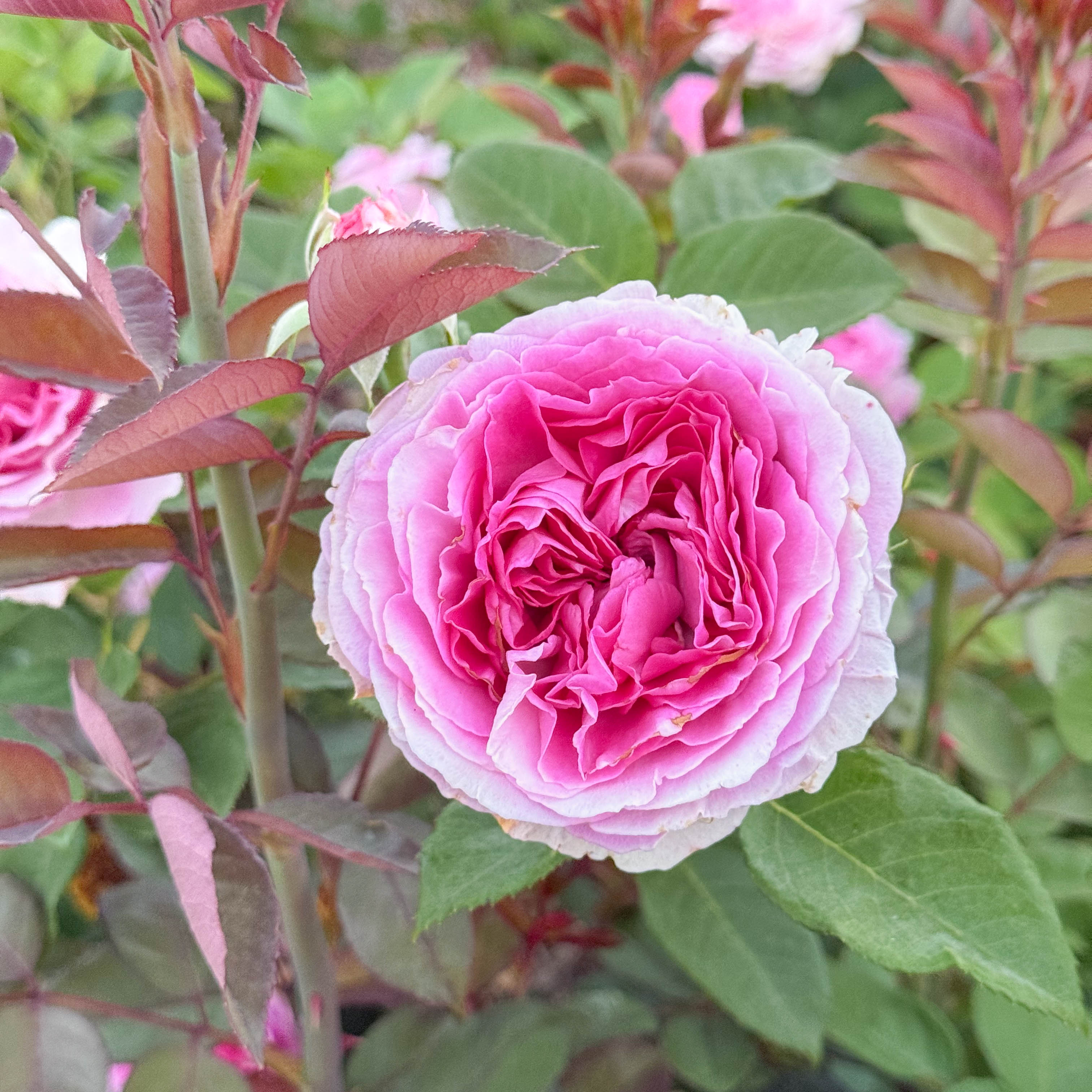 Raspberry Cupcake™ Bare Root Rose Bush - Grace Rose Farm