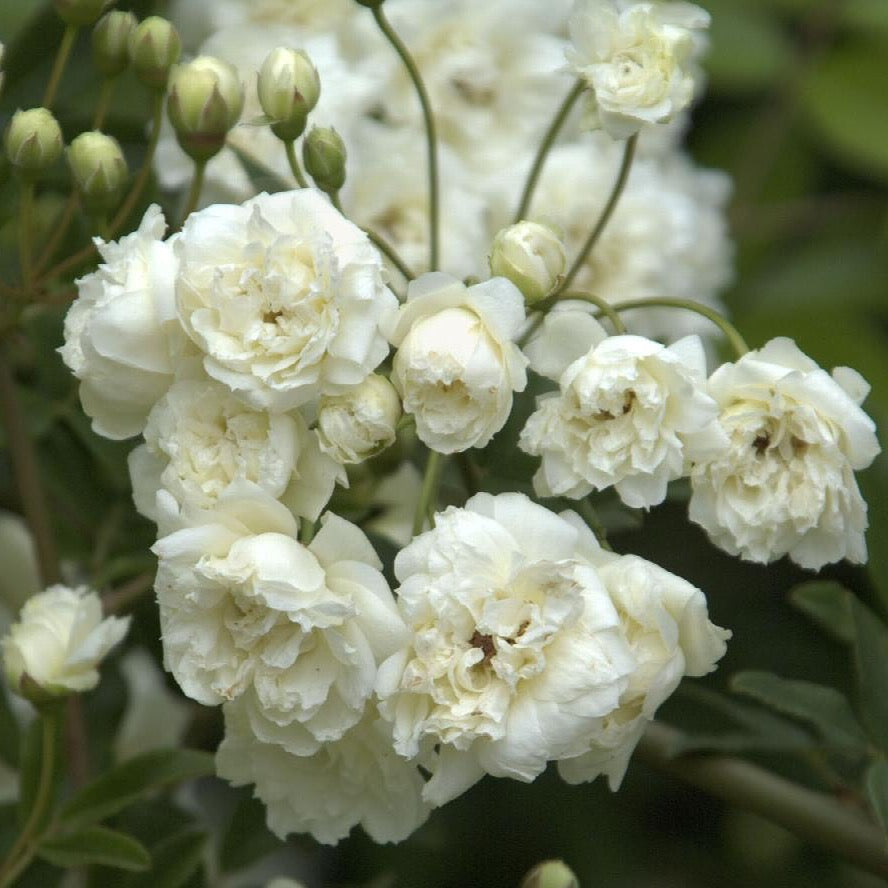 Purezza Banks Potted Climbing Rose