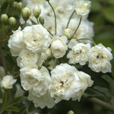 Purezza Banks Potted Climbing Rose