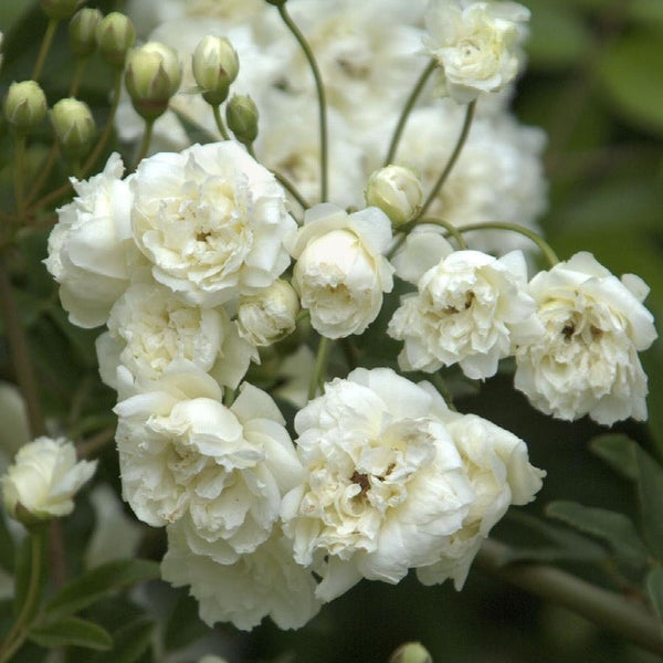 Purezza Banks Potted Climbing Rose