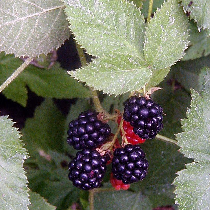 Blackberry 'Black Satin'  Thornless Potted Blackberry Plant