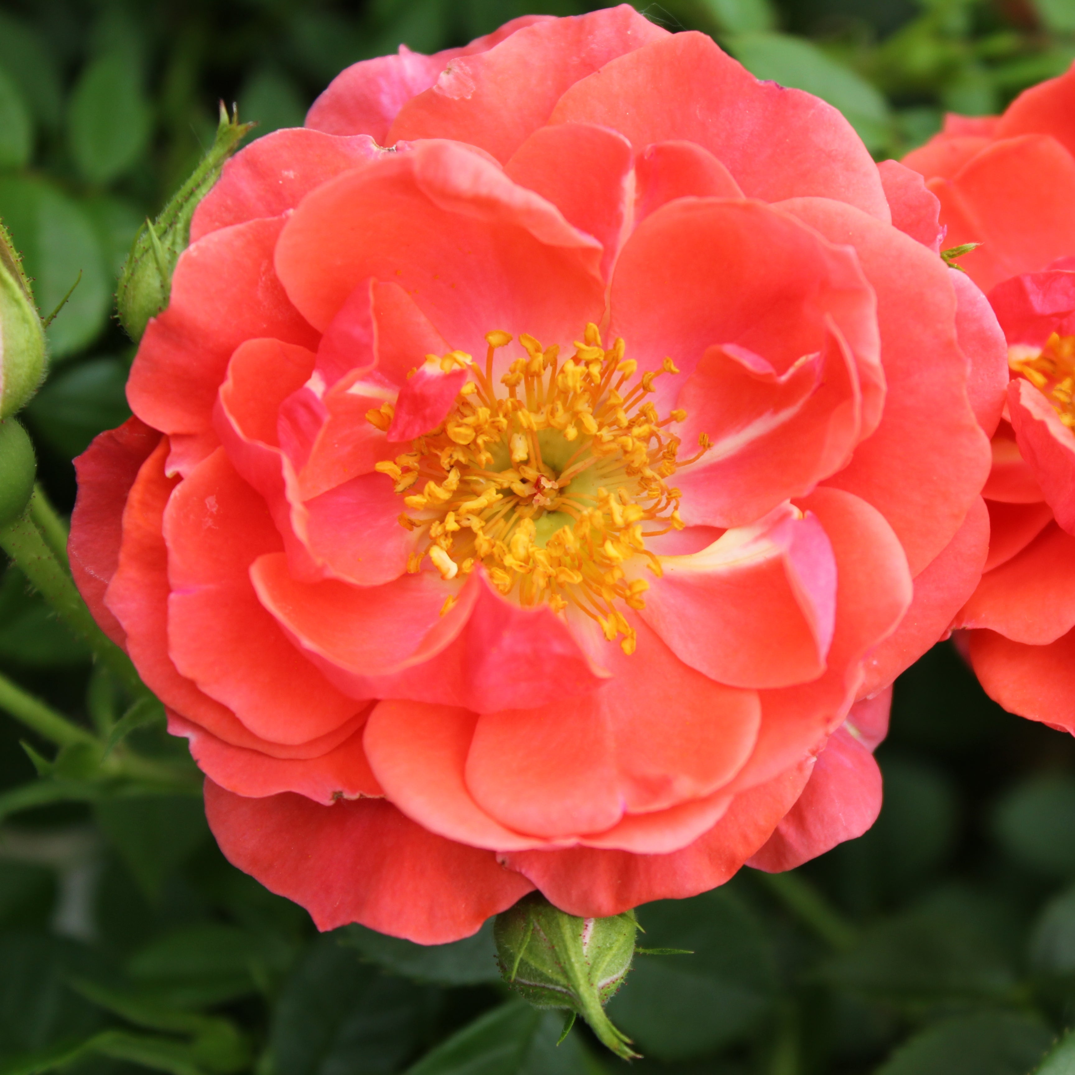 Oso Easy Mango Salsa Potted Rose Bush | Coral Shrub Rose | Grace