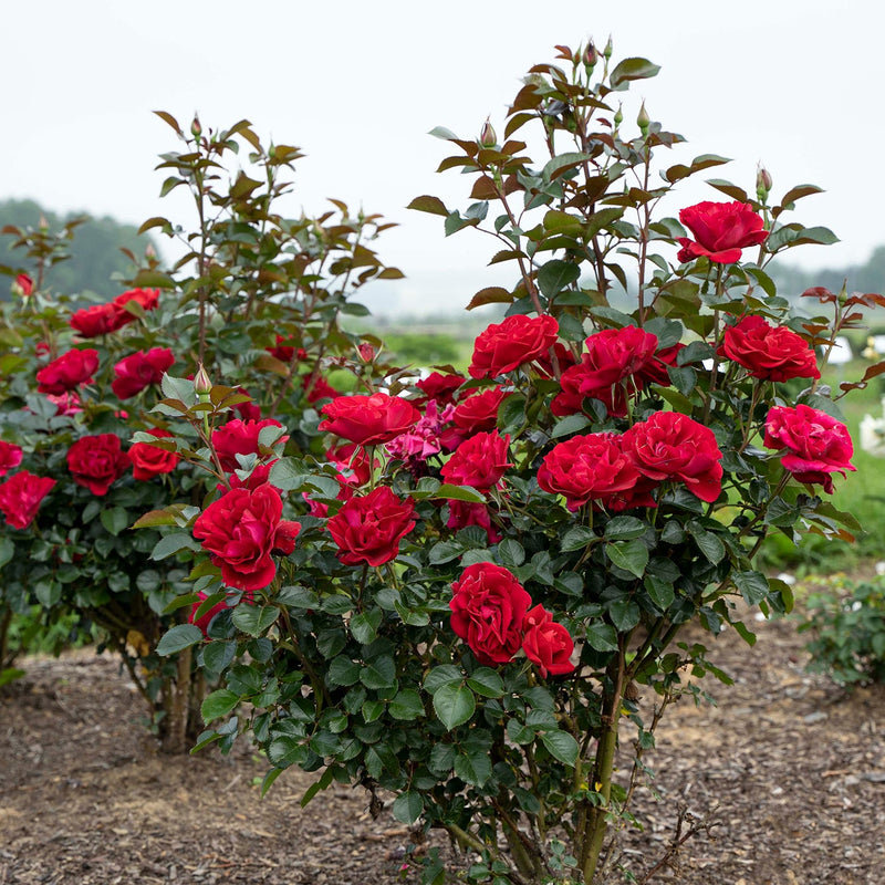 Ruby Red™ Potted Rose Bush