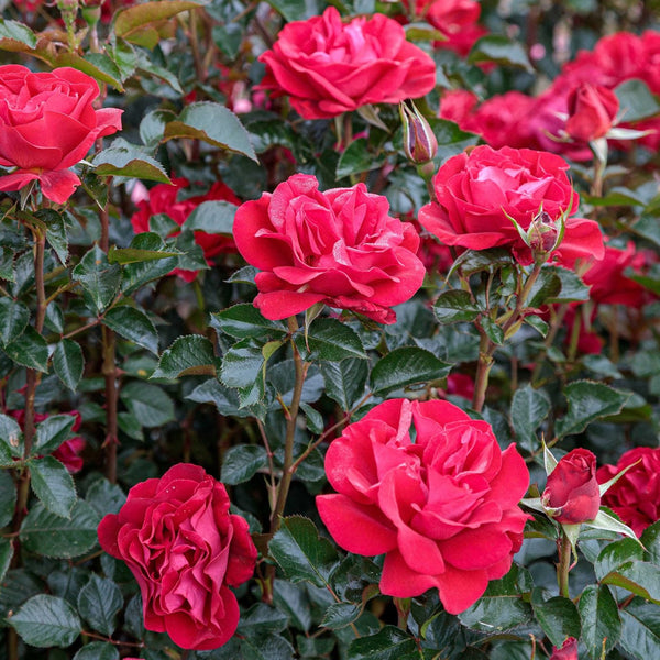 Ruby Red™ Bare Root Rose Bush
