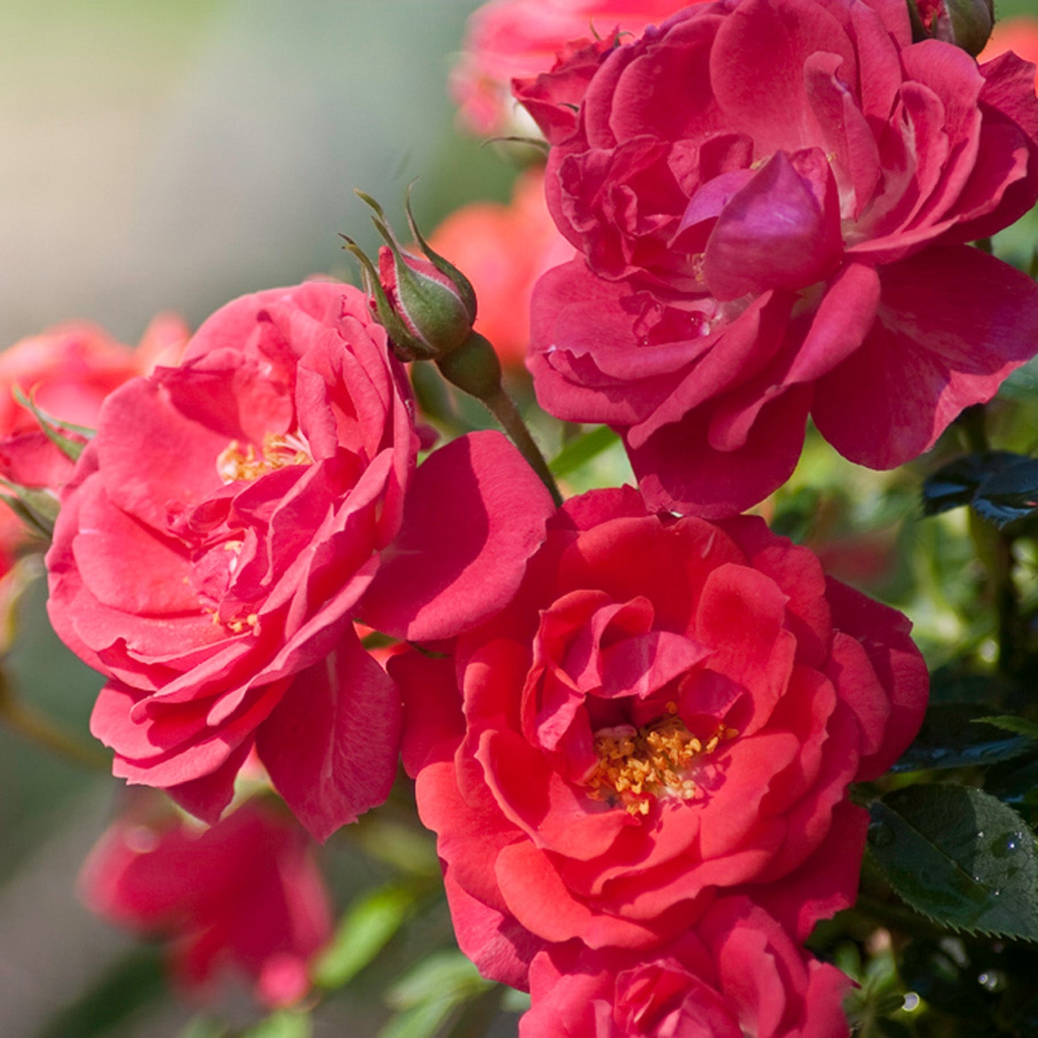 Oso Easy Mango Salsa Potted Rose Bush | Coral Shrub Rose | Grace