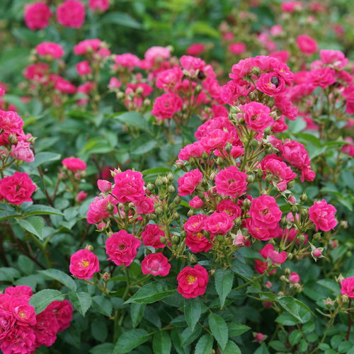 Proven Winners® Oso-Easy® Peasy® Potted Rose Bush