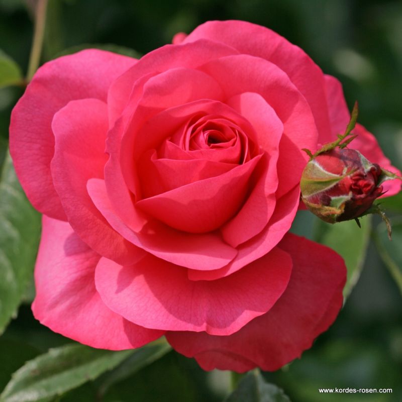Rosanna® Bare Root Climbing Rose