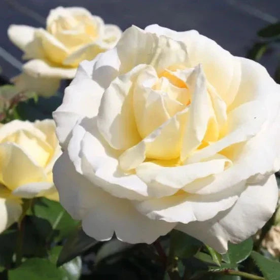 Eleganza® La Perla™ Bare Root Rose Bush