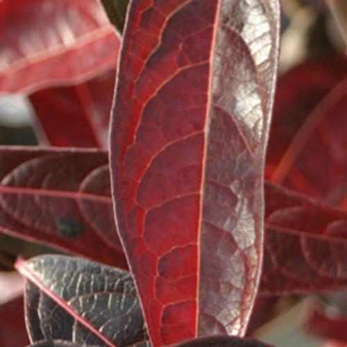 Proven Winners Brandywine Viburnum - Thumbnail 3