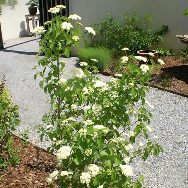 Viburnum  Blue Muffin® Potted Arrowwood Viburnum Plant