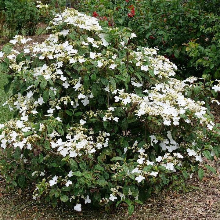 Proven Winners® Viburnum Steady Eddy® Doublefile Potted Viburnum