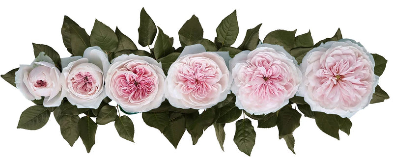 Sabrina® Special Bouquet