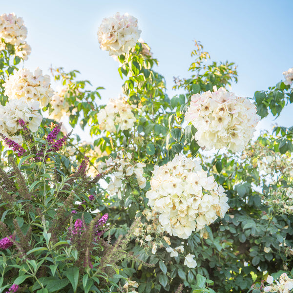 Sally Holmes Climbing Potted Rose Bush
