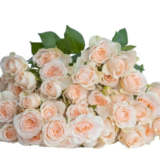 Sancerre Potted Rose Bush