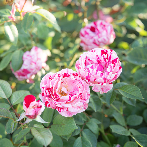 Scentimental Bare Root Tree Rose