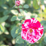 Scentimental™ Potted Tree Rose