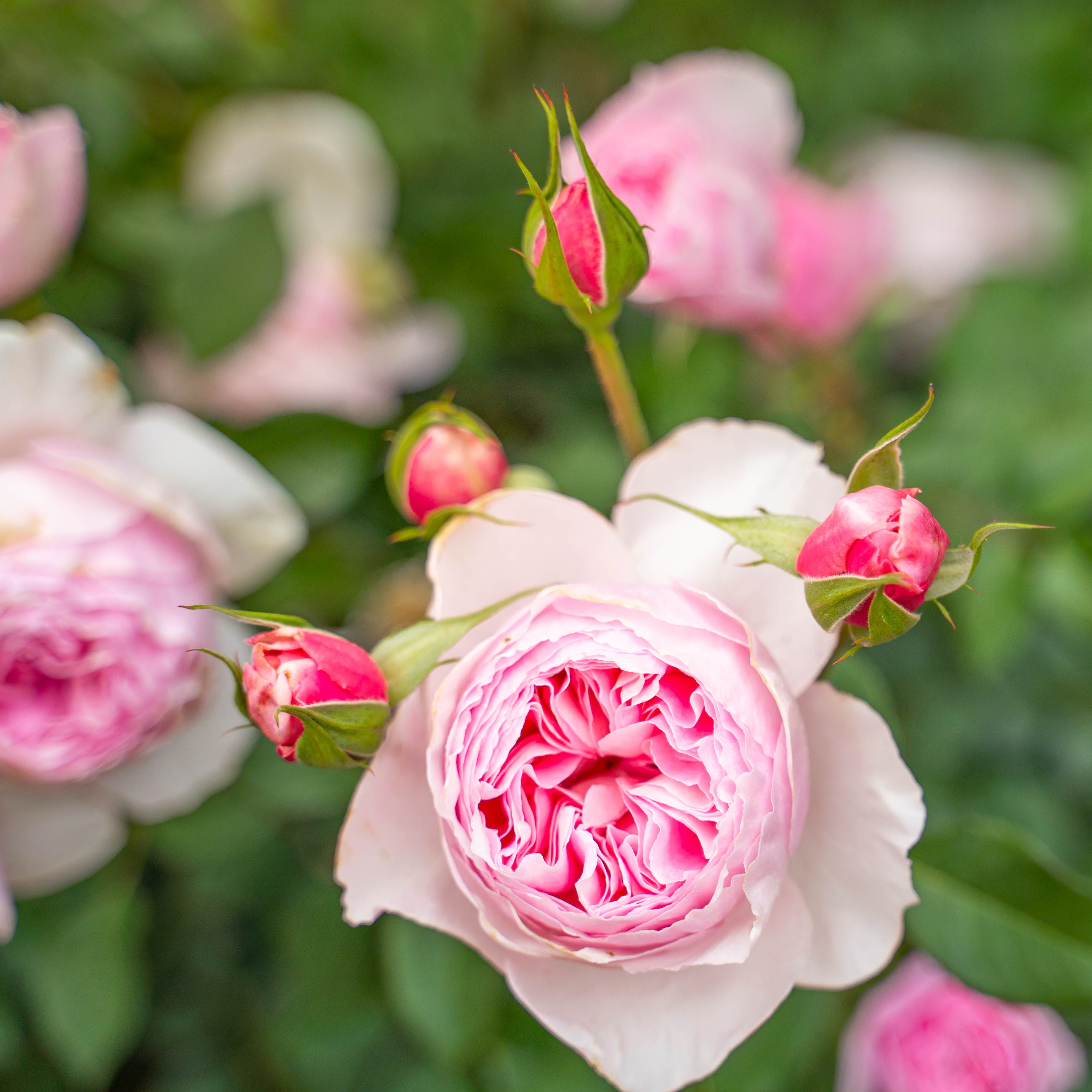 Scentuous™ Bare Root Rose Bush