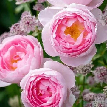 David Austin® Scepter’d Isle® Potted Tree Rose