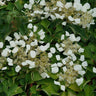 Viburnum