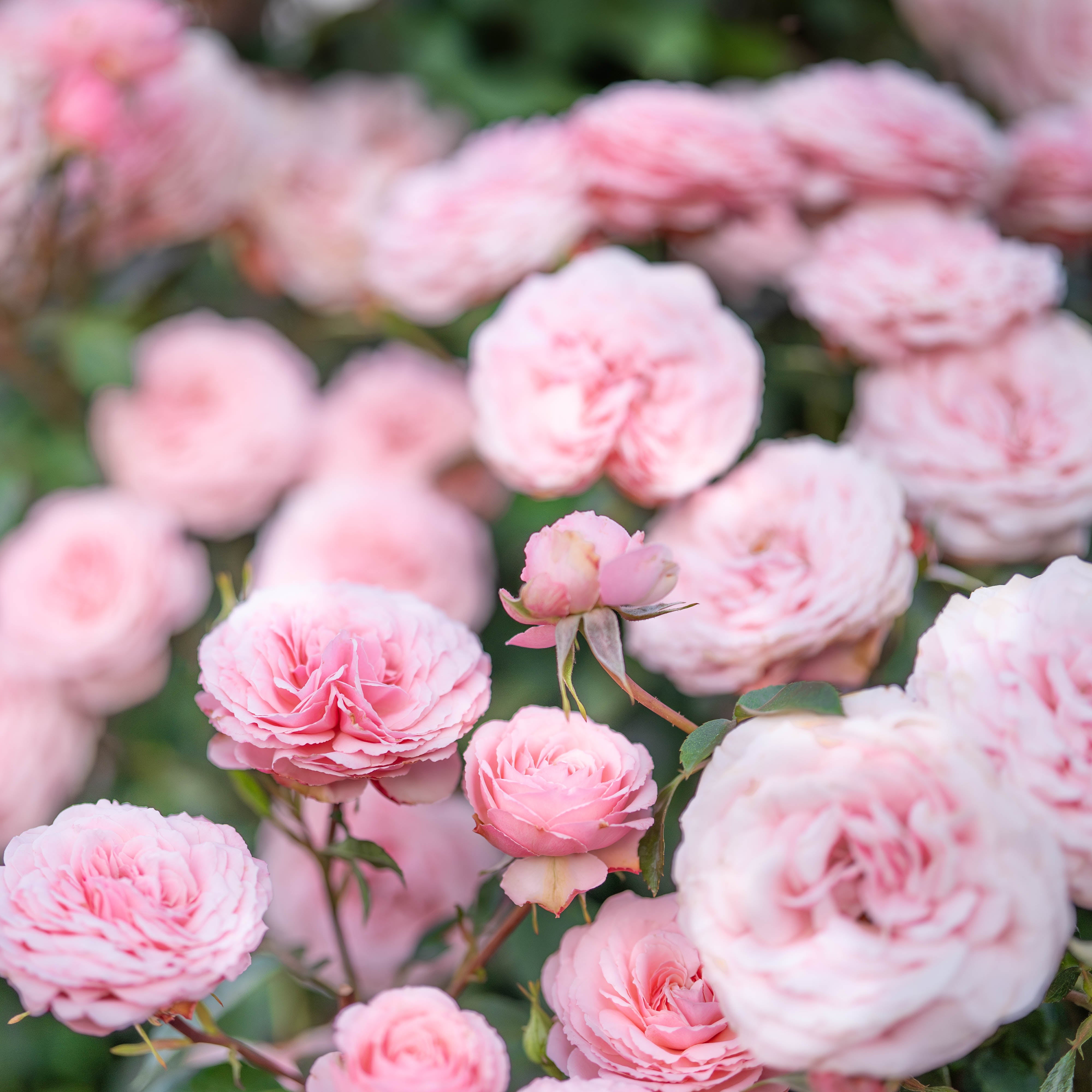 Sexy Rexy® Potted Rose Bush - Grace Rose Farm