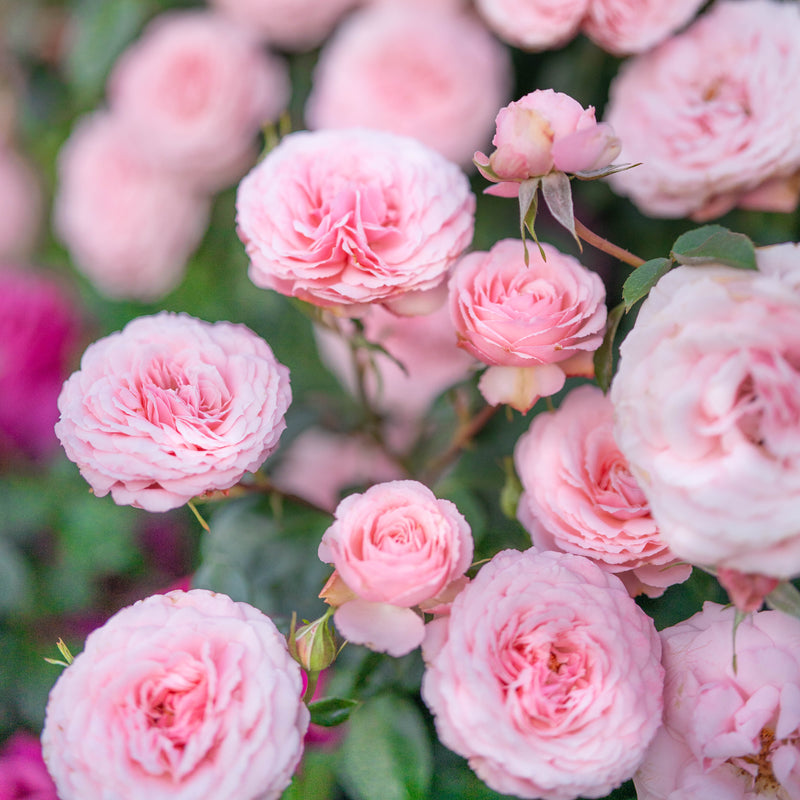 Sexy Rexy®  Potted Rose Bush