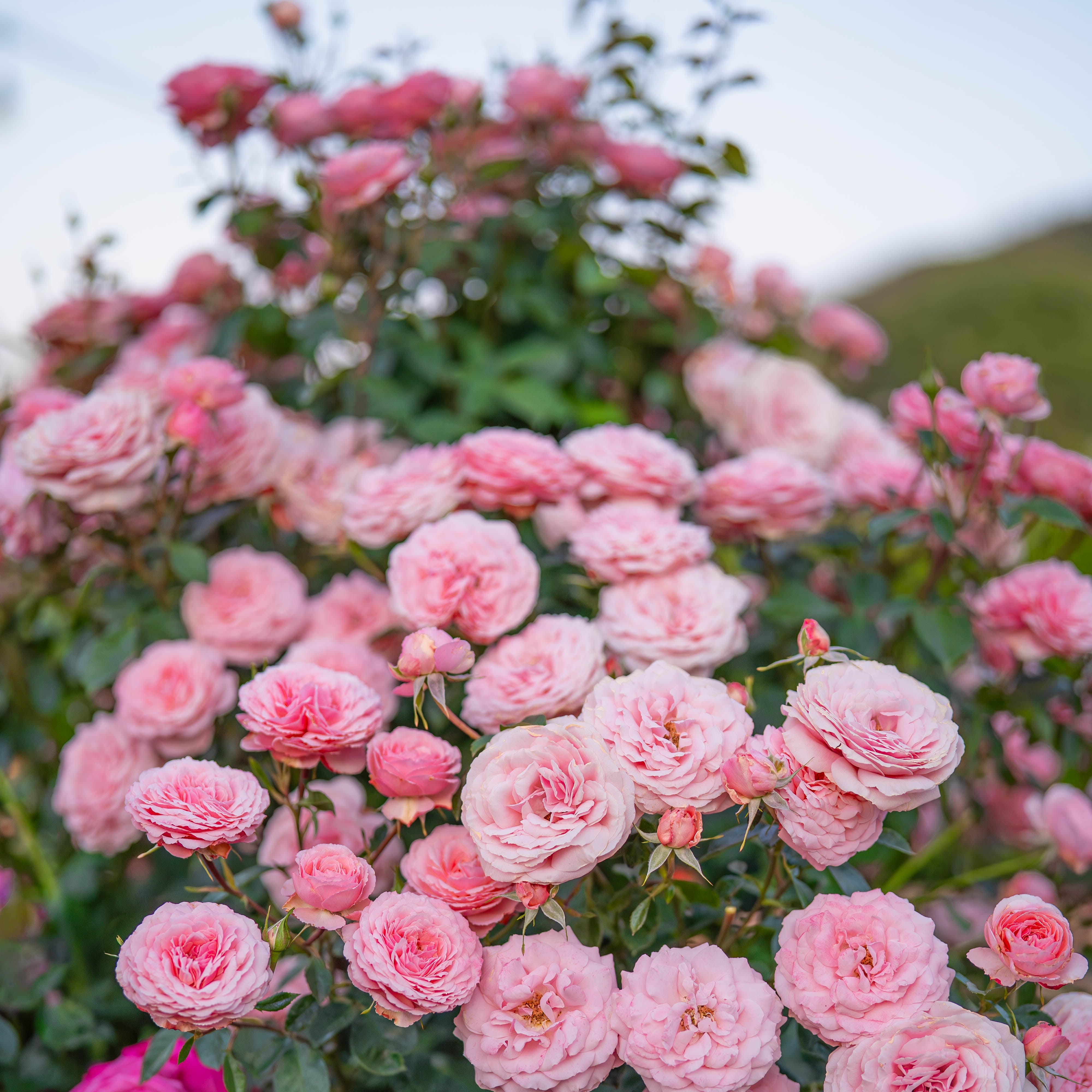 Sexy Rexy®  Potted Rose Bush