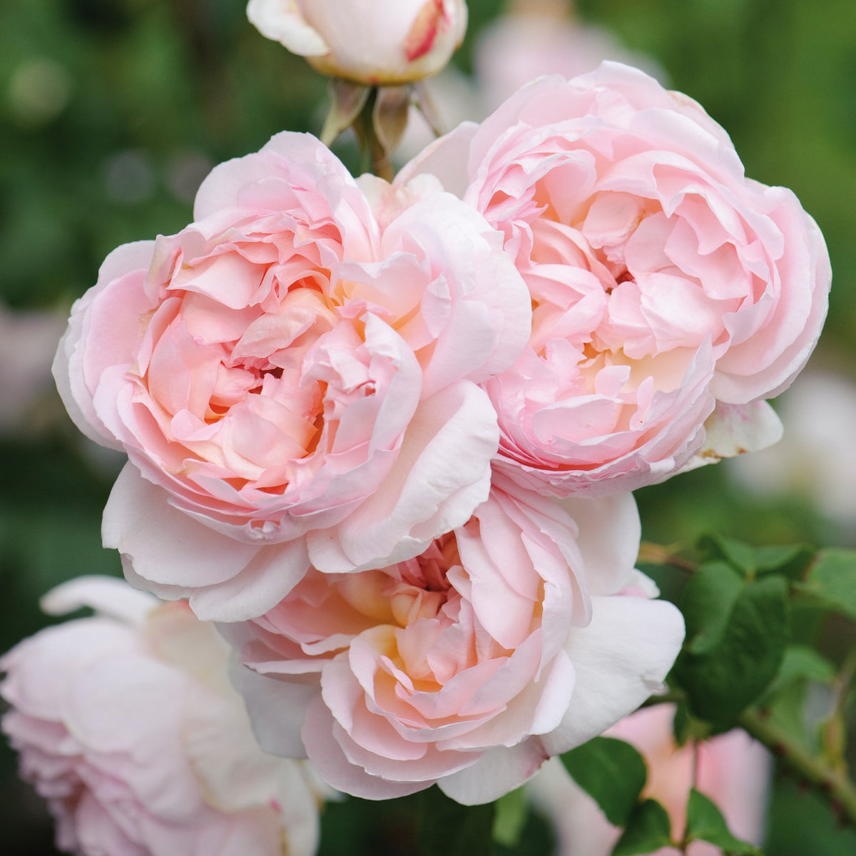 David Austin® Sharifa Asma Potted Rose Bush
