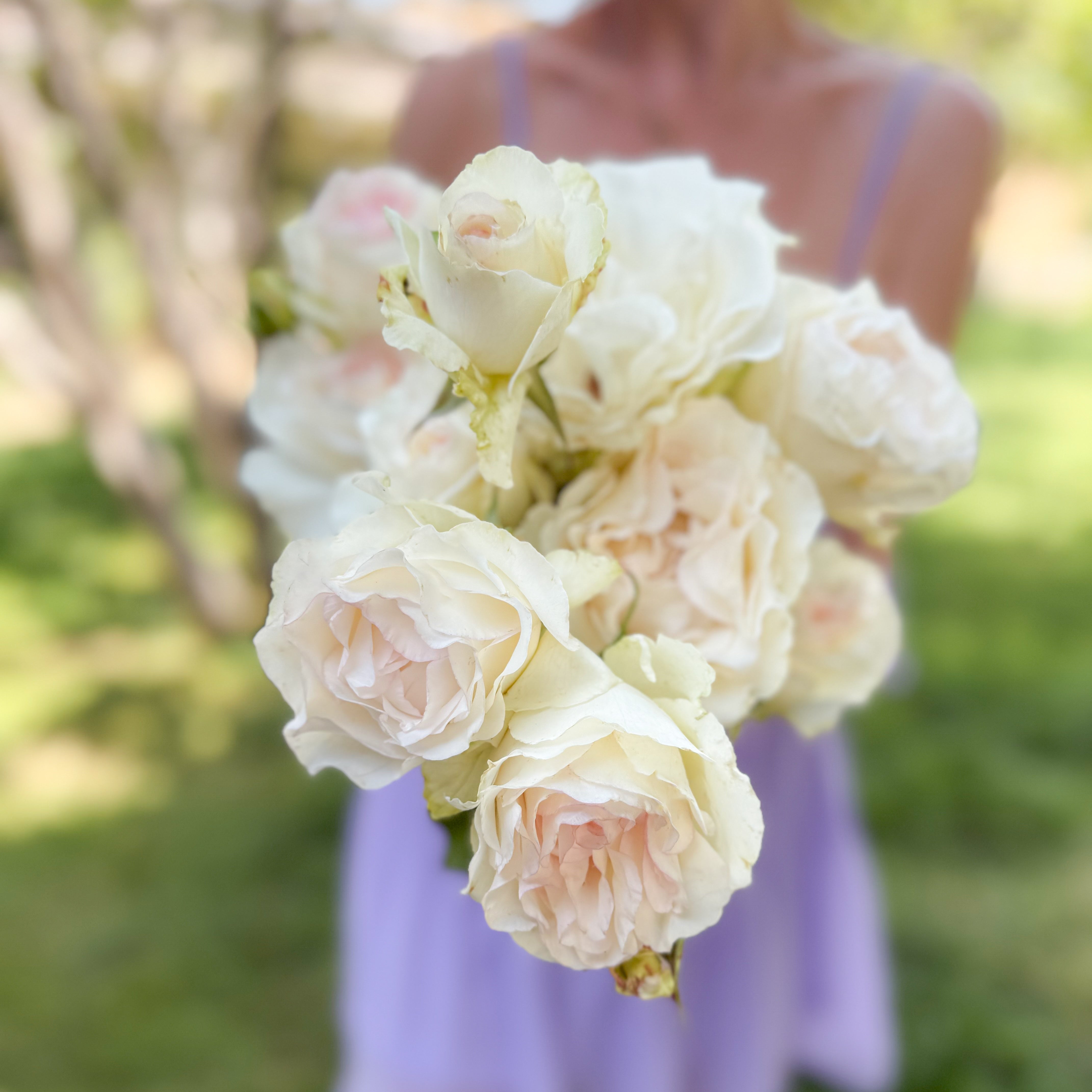 Grace Rose Farm Shirley's Bouquet Rose Bush - Thumbnail 4
