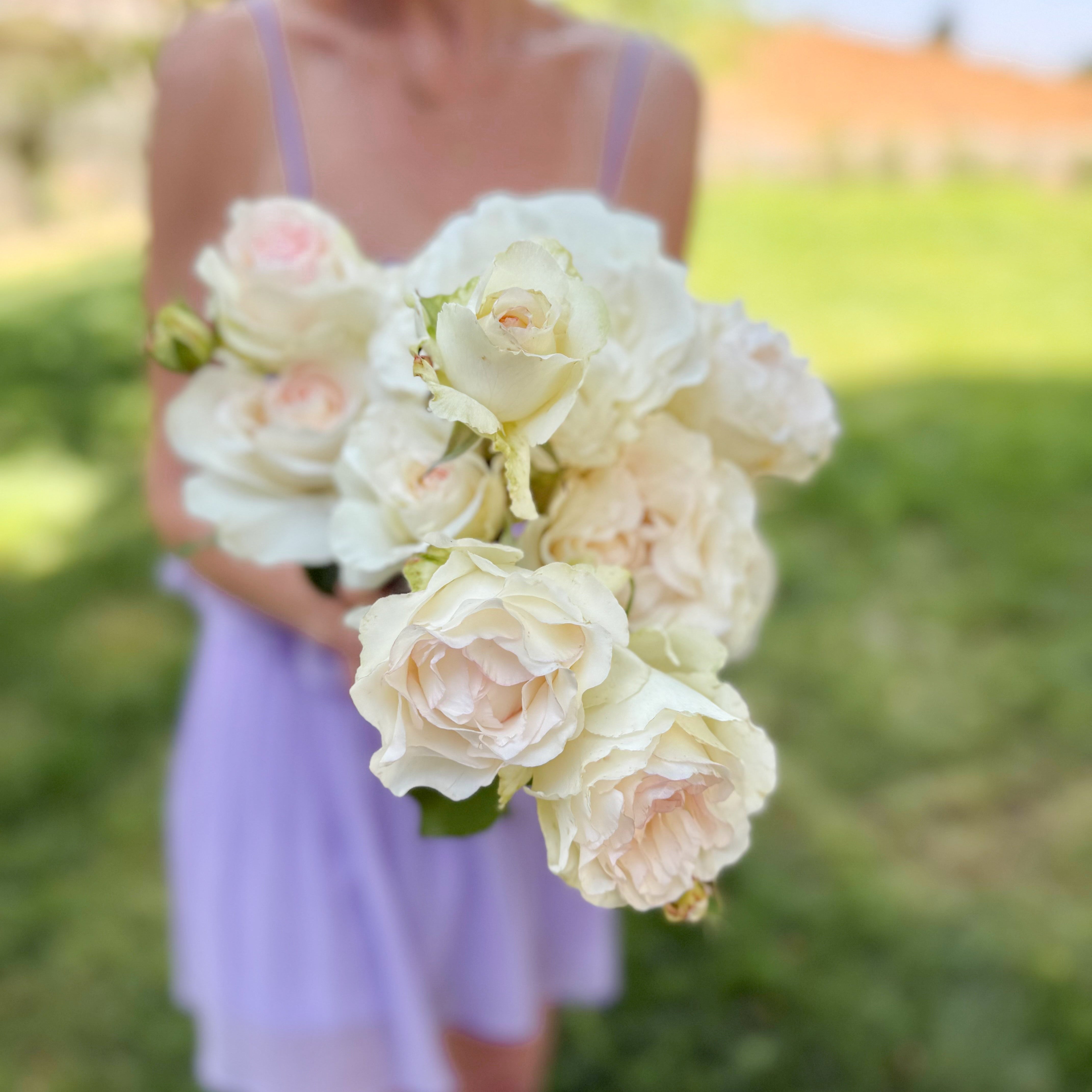 ナチュラルブーケ  シャーリー Shirley's Bouquet Rose Bush | Hybrid Tea Rose | Grace Rose Farm