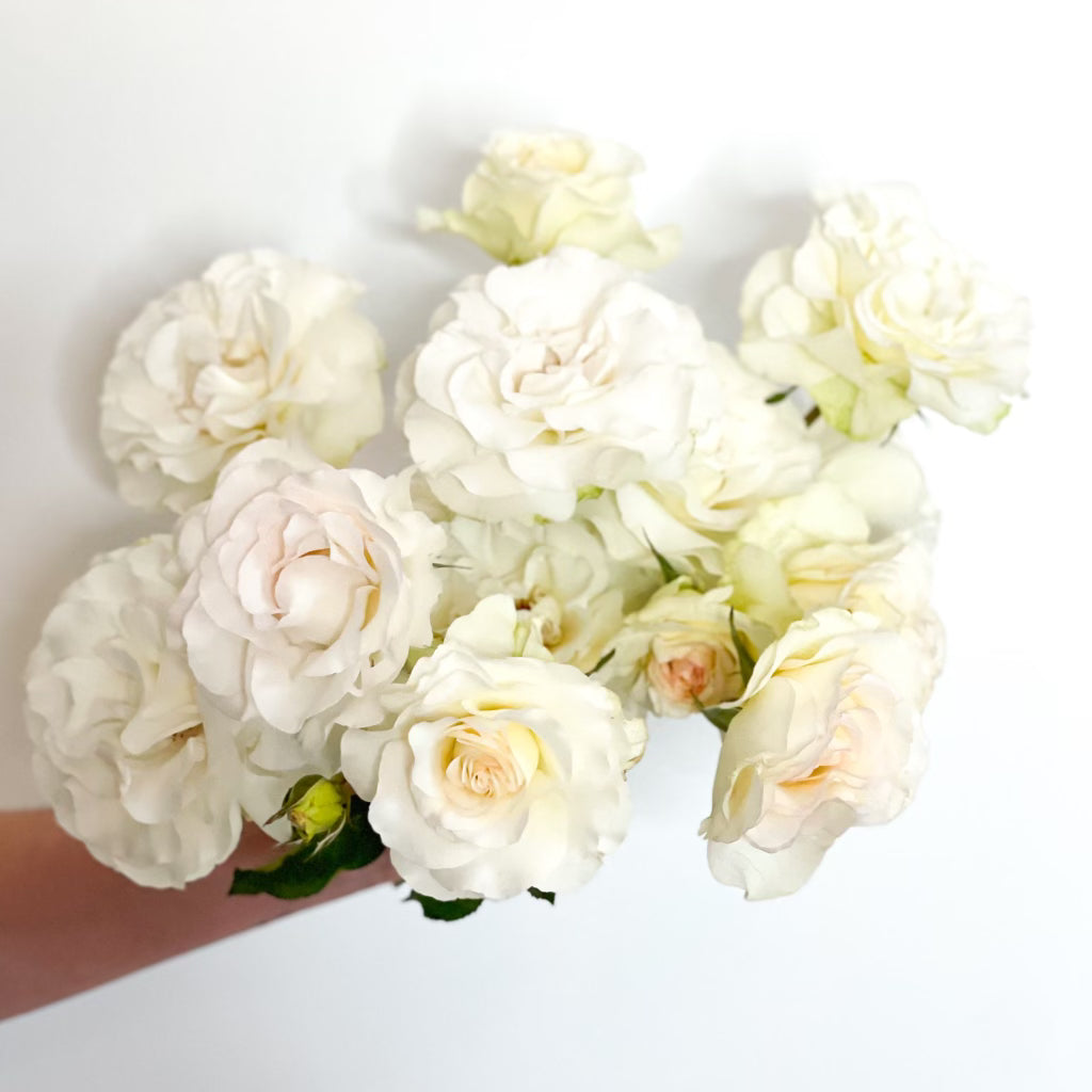 Grace Rose Farm Shirley's Bouquet Rose Bush