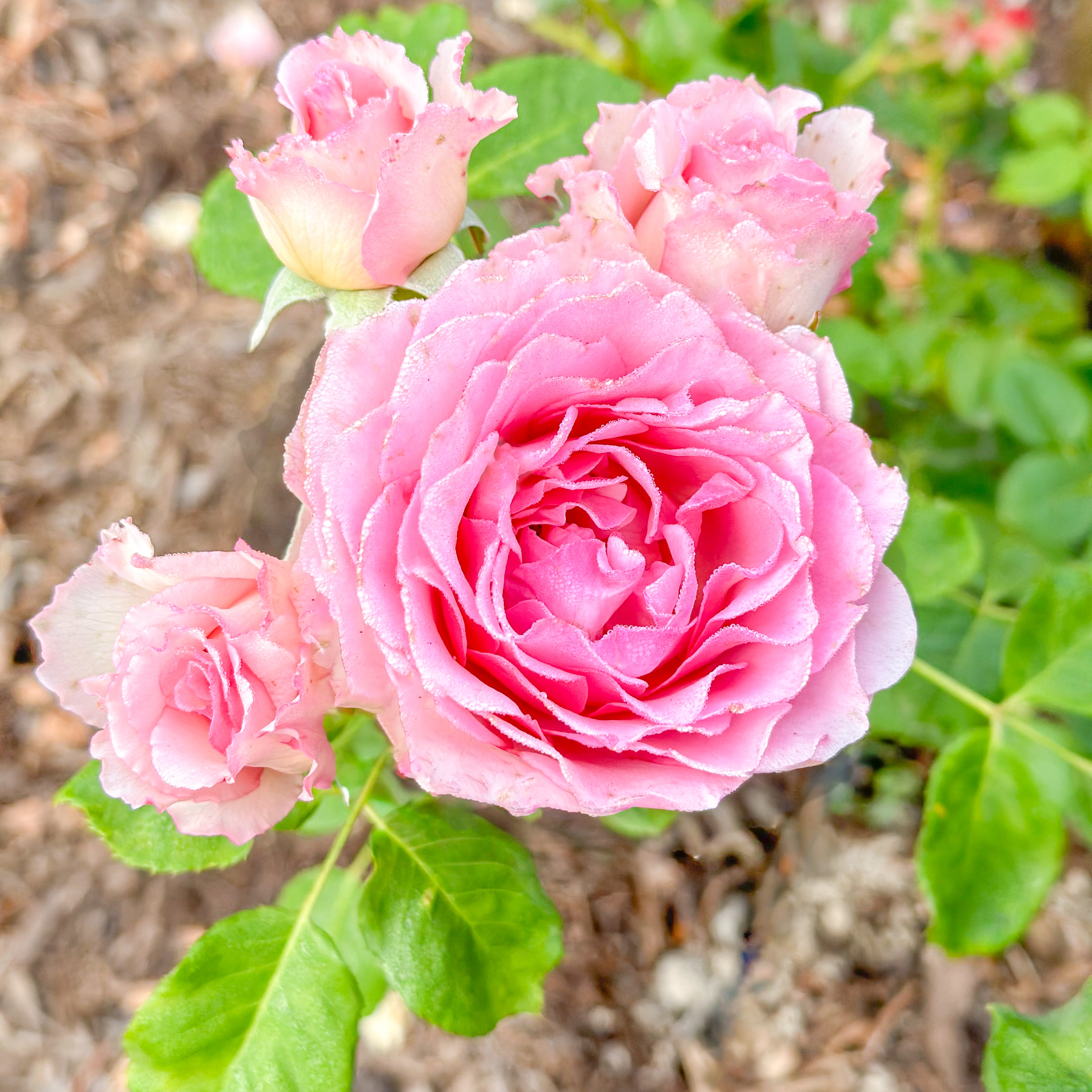 Han Xian Potted Rose Bush | Live Own-Root Rose Plant | Grace Rose Farm