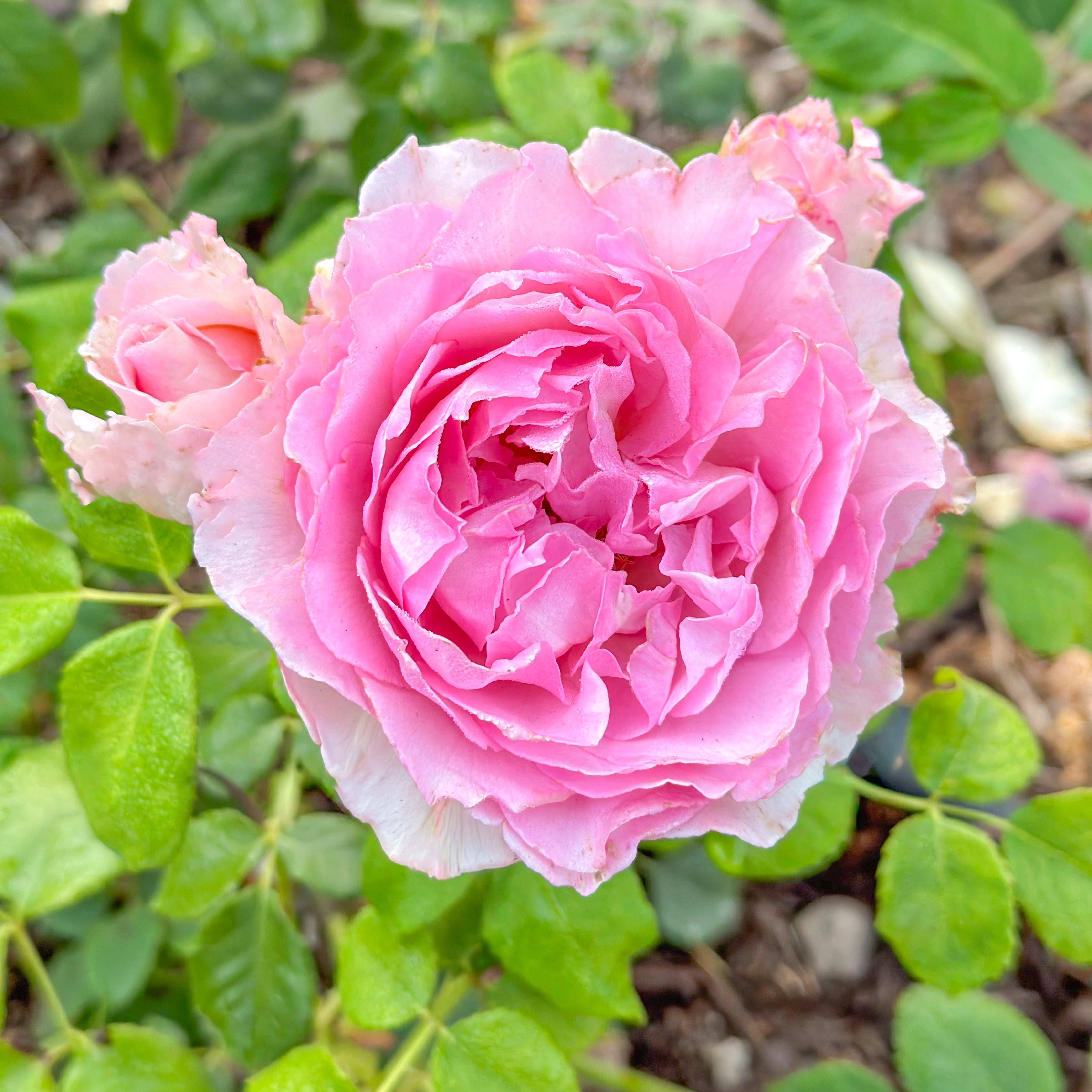 Han Xian Potted Rose Bush | Live Own-Root Rose Plant | Grace Rose Farm