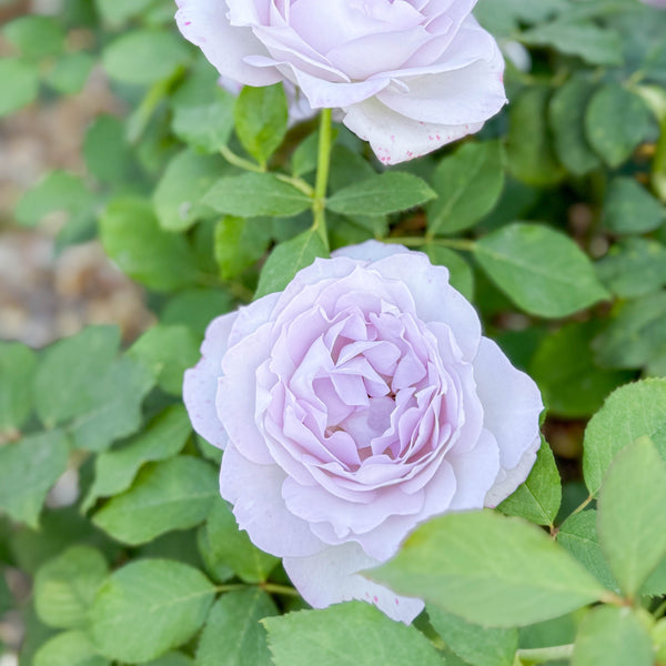 Silver Lining™ Potted Tree Rose
