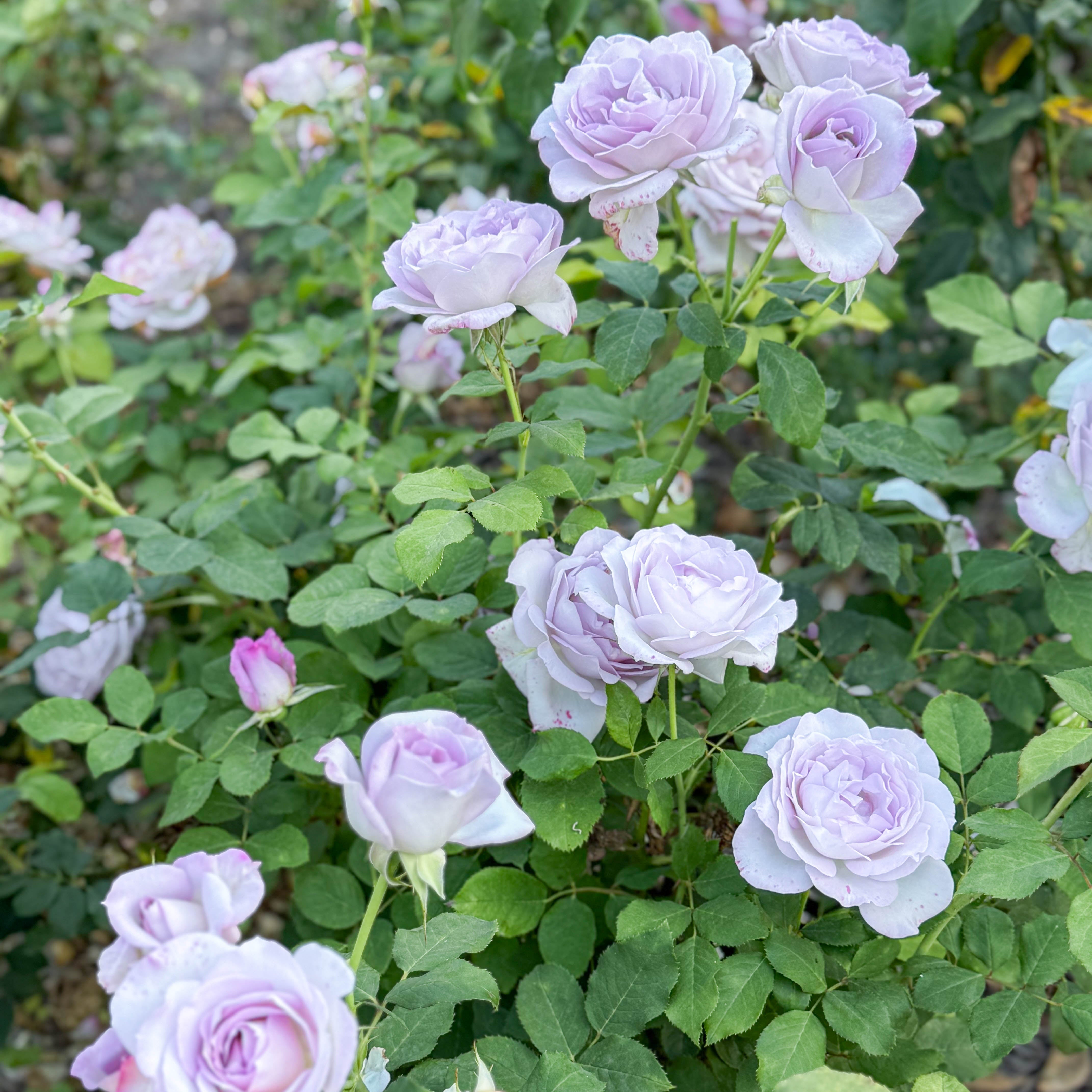 Silver Lining Rose | Lavender Rose Bush | Grace Rose Farm