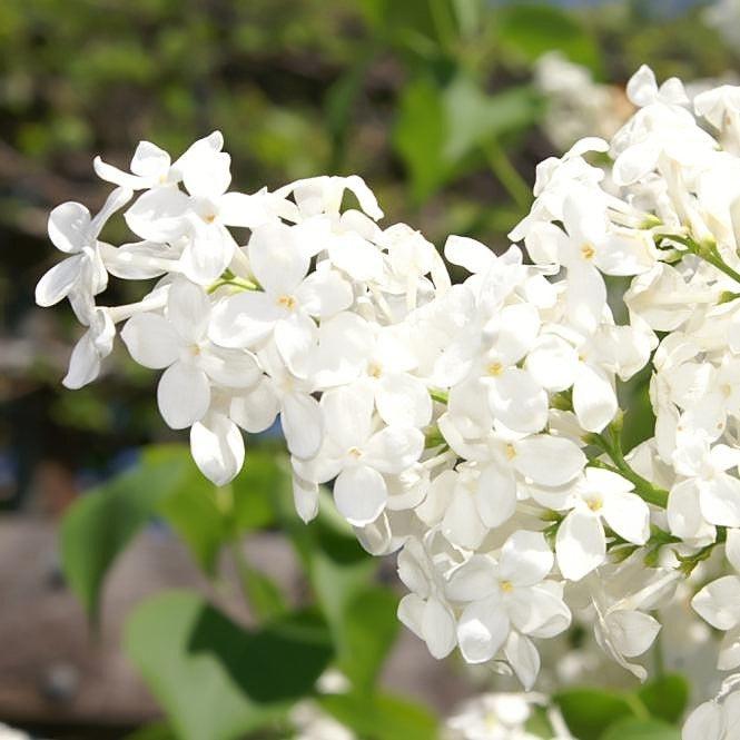 Lilac 'Betsy Ross' Potted Lilac Plant