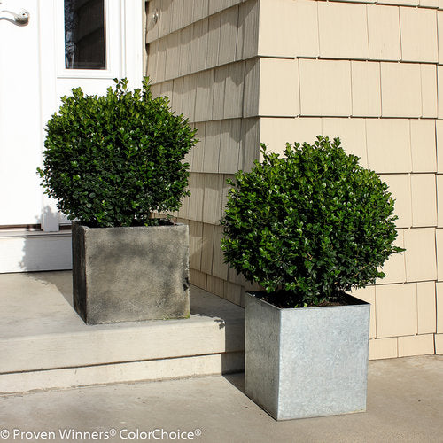 Proven Winners® Boxwood Sprinter® Potted Boxwood