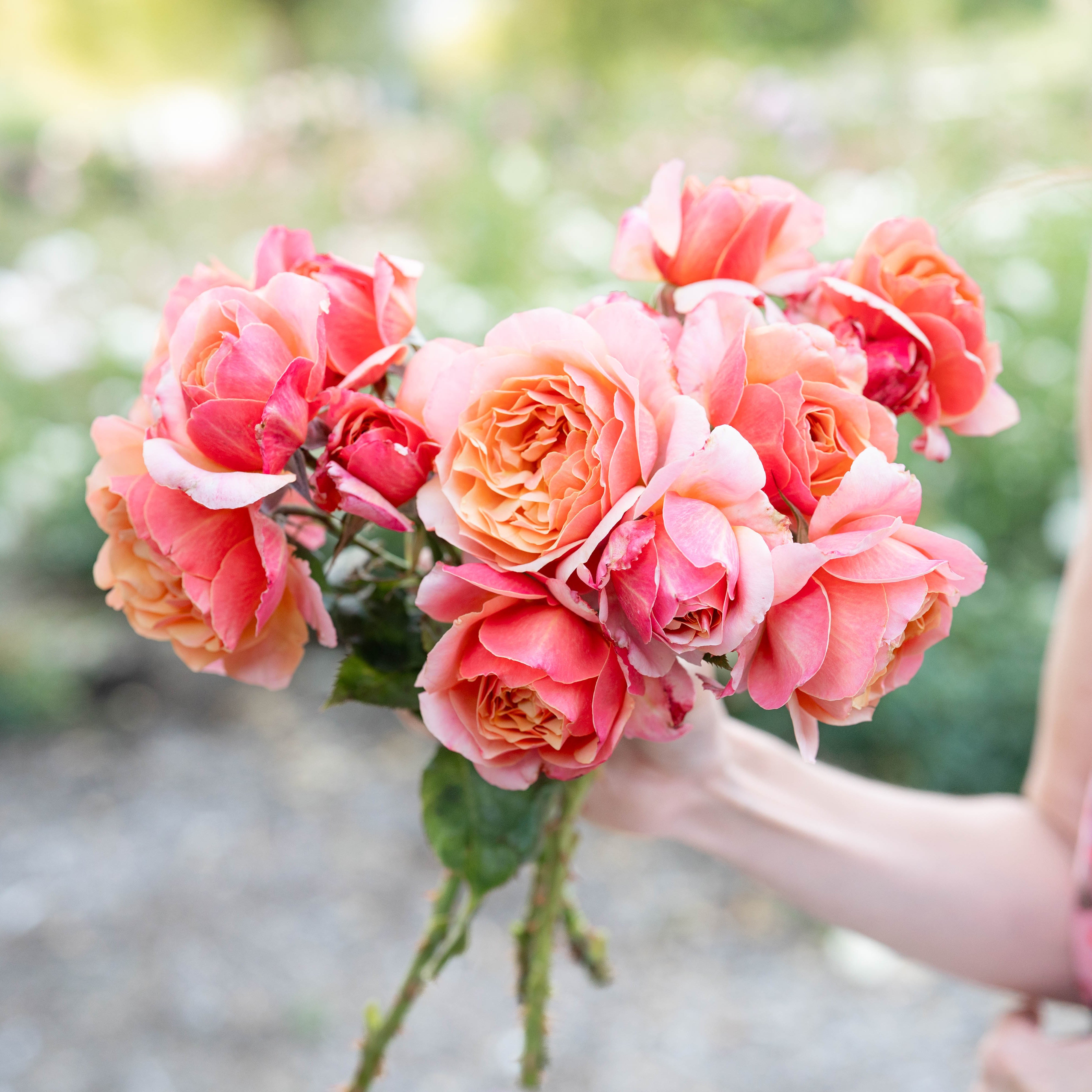 Peach Rose Bushes | Peach And Apricot Glow | Grace Rose Farm