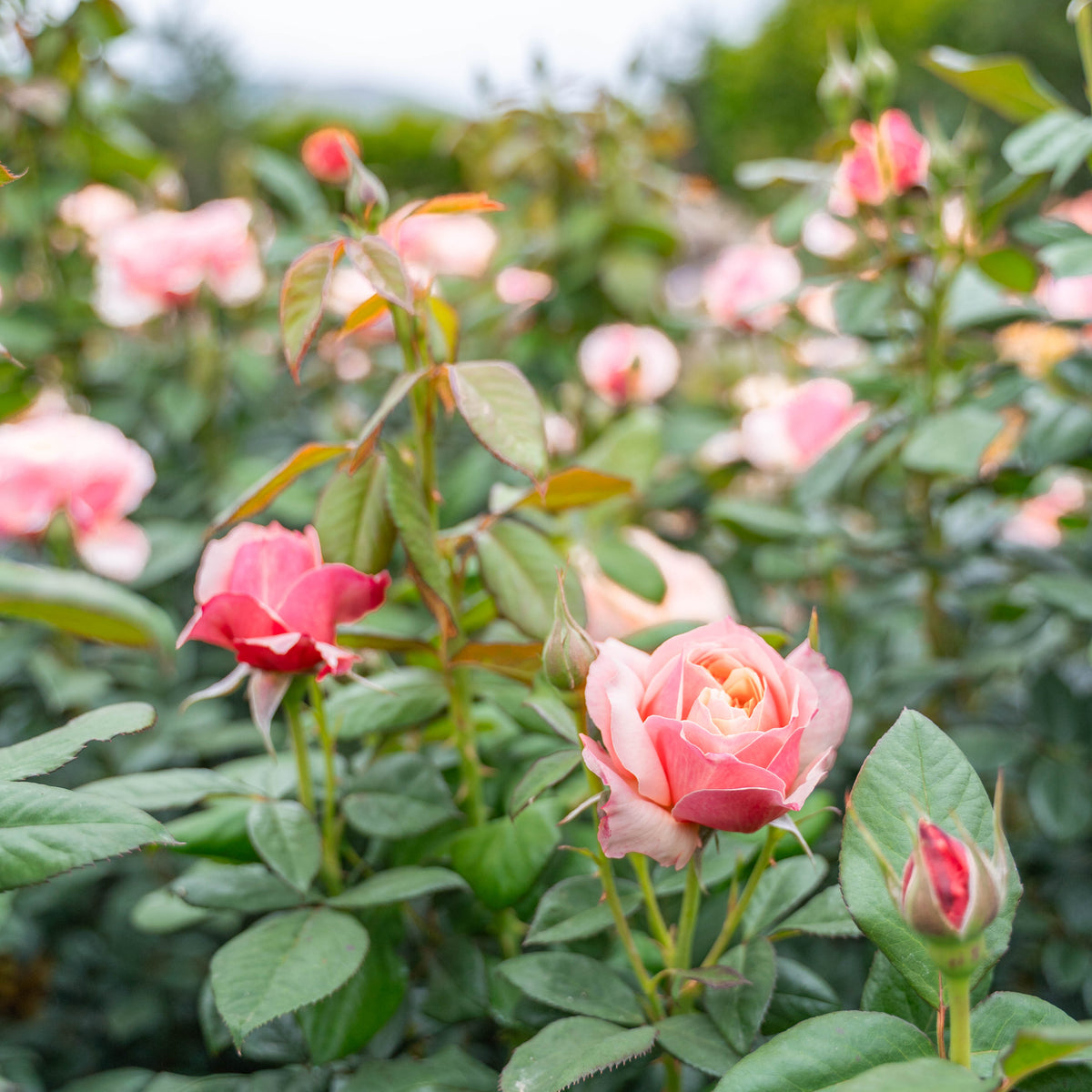 State of Grace™ Potted Tree Rose