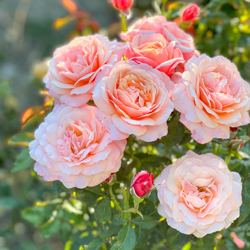 State of Grace™ Bare Root Tree Rose