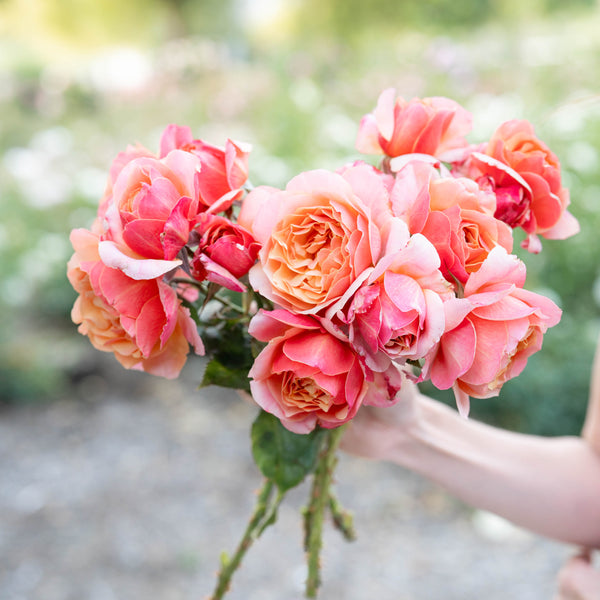 State of Grace™ Bare Root Rose Bush